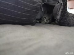 胡歌分享爱猫躲在被窝里的照片 吸引粉丝围观