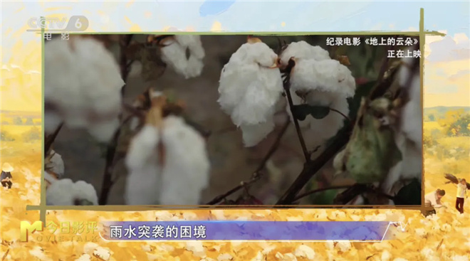 《地上的云朵》：当新疆的云絮坠落在棉田里